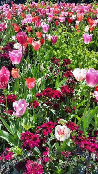 Tulips Spring Flower Nature Spring Flowers