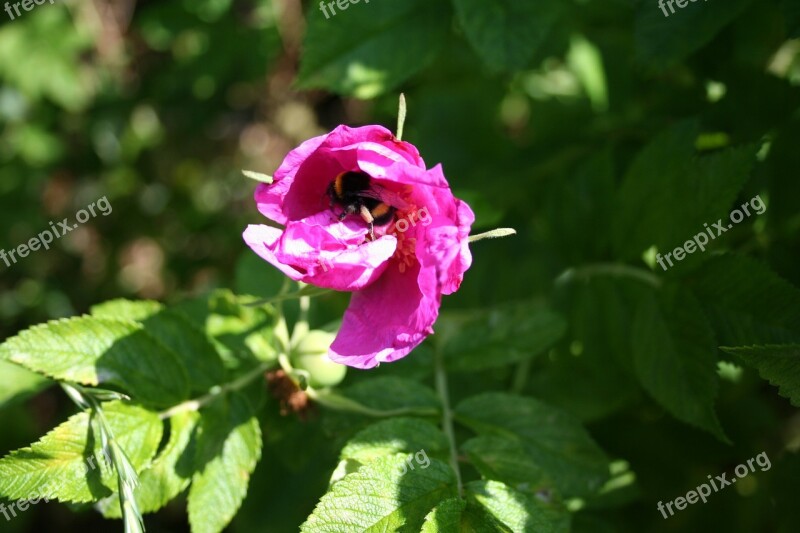 Rose Bumblebee On Flower Blossom Bloom Hummel