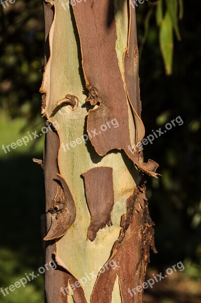 Gum Tree Bark Peeling Brown Green