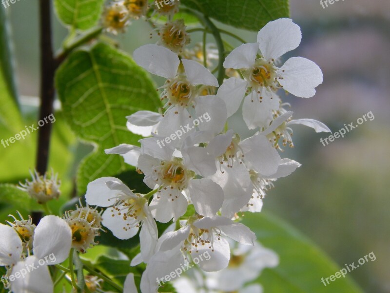 Bird-cherry Tree Flowers Greens Bloom Macro Photography