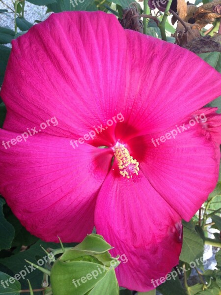 Tropical Flower Pink Nature Floral