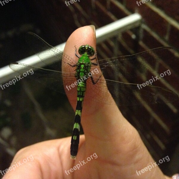 Dragonfly Green Bug Insect Wings