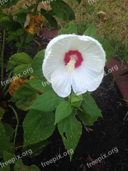 Flower White White Flower Nature Plant