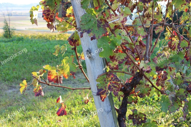 Autumn Vineyard Nature Fields Grapes