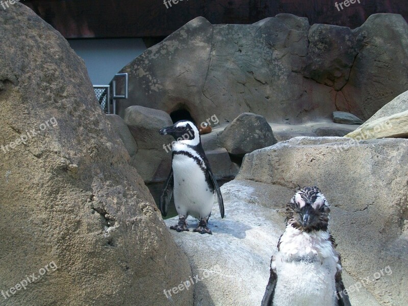 Avian Birds Penguins Aviary Nature