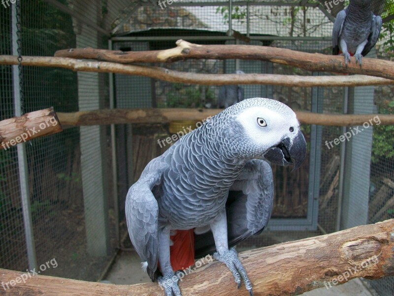 Parrot African Grey Bird Tropical Cute