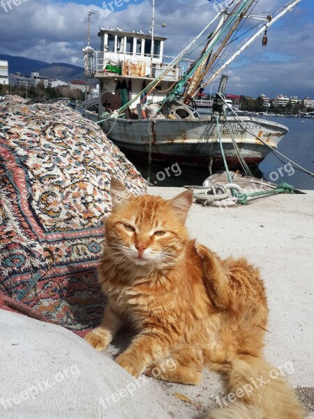 Turkey Izmir Marine Cat Cloud