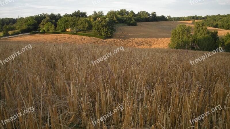 Wheat Field Cereals France Landscape