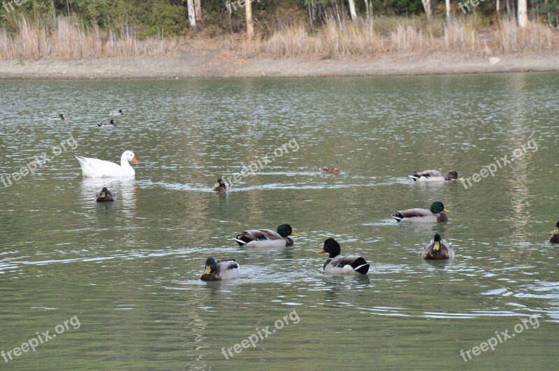 Birds Ducks Lake Animals Water