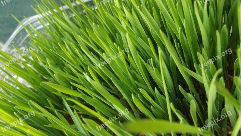 Grass Green Herbs Organic Wheat