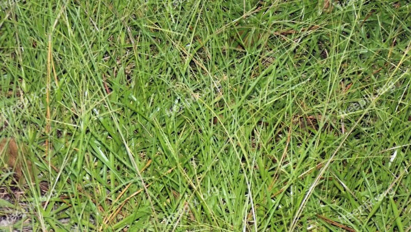 Grass Roughage Pasture Green Agriculture