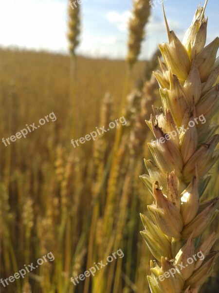 Wheat Grain Seeds Springfield Harvest