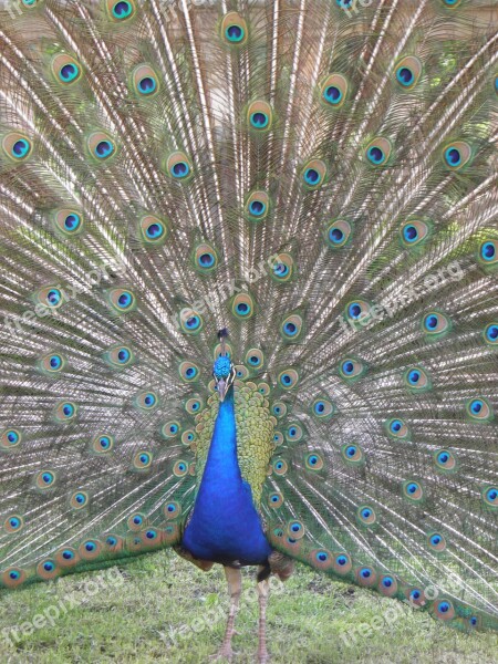 Peacock Animals Bird Feather Free Photos