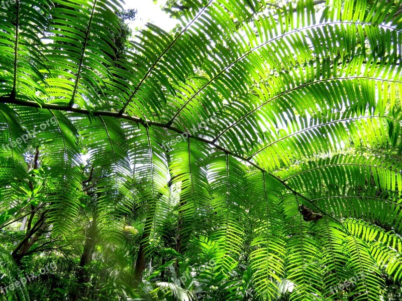 Fern Leaves Texture Green Green Background