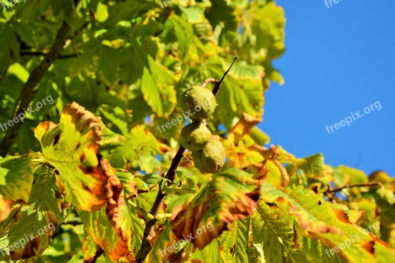 Autumn Chestnut Tree Leaves Green