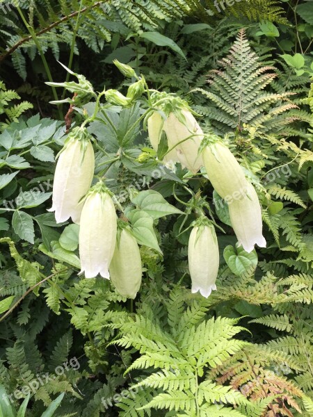 Flowers Plants Nature Flower White Flower