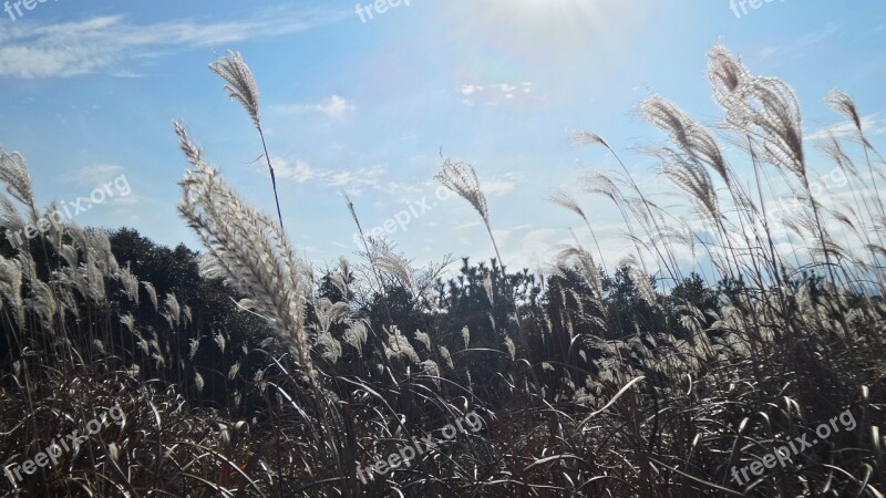 Jeju Island Sangumburi Autumn Silver Grass Silver Pool