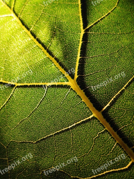 Leaf Green Structure Incidence Of Light Light