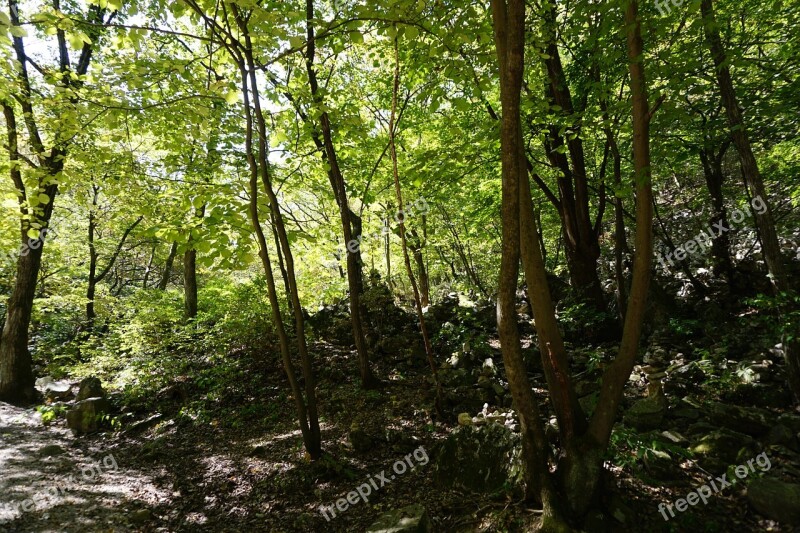 Wood Forest Climbing Autumn Nature