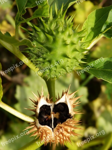 Fruit Seed Thorns Skewers Thistle