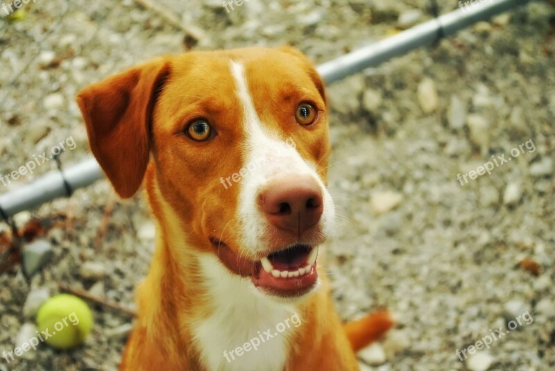 Dog Tennis Ball Pet Happy Ball