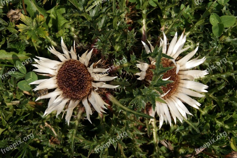 Silver Thistle Autumn Black Forest Thistle Flower