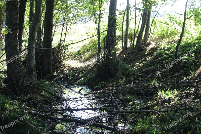 Bach Water Haunting Nature Forest