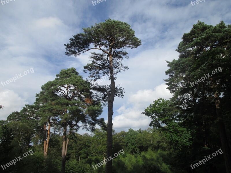 Tree Nature Natural Green Nature Backgrounds