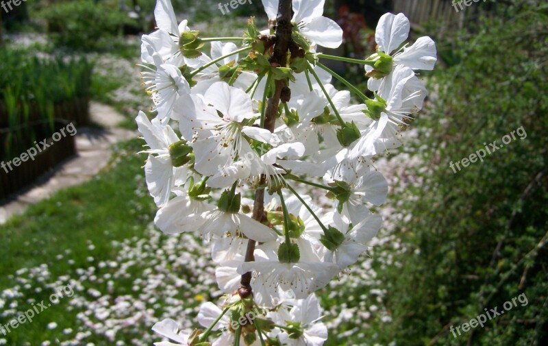 Flowering Cherry Tree White Flower Spring Free Photos