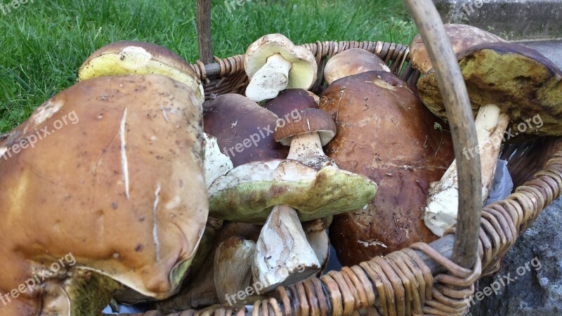 Porcini Mushrooms Mushroom Picking Basket Autumn Harvest