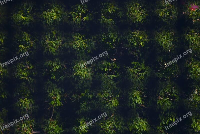 Green Pattern Background Texture Design