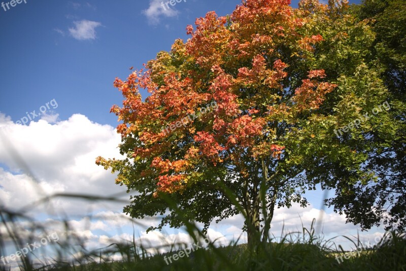 Autumn Beginning Of Autumn Autumn Beginning Tree Sky