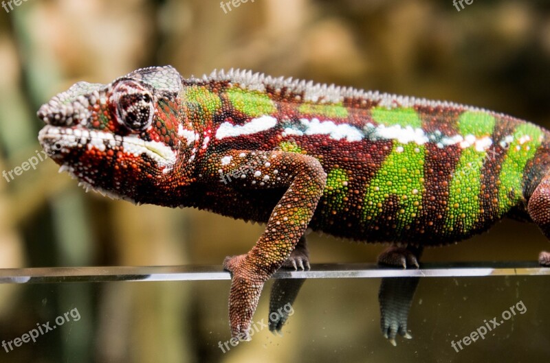 Chameleon Red Green Nature Scale