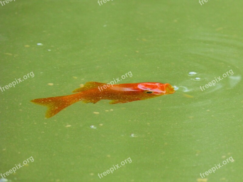 Carp Fish Bubble Orange Free Photos