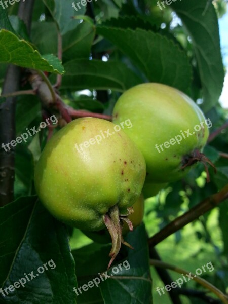 Apple Two Apples Tree Summer