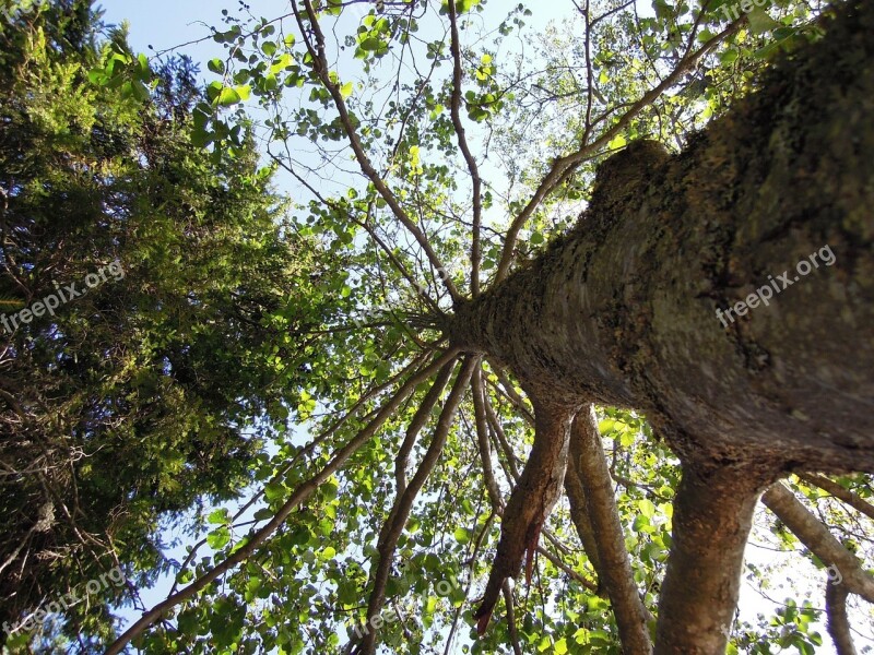 Tree Sky Nature Finnish Summer