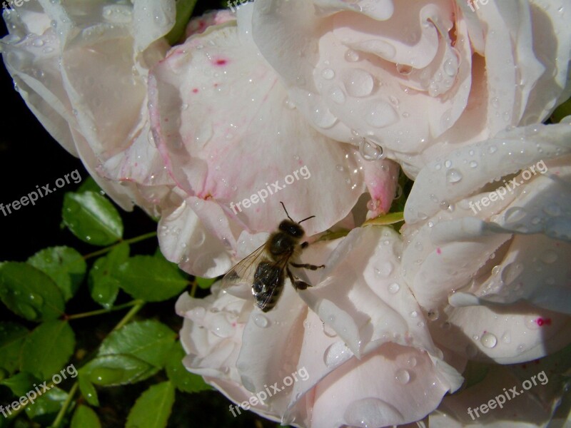 Pale Pink Roses Bee Raindrops Dew Insect