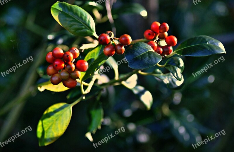 Berry Berries Fruit Ripe Autumn Leaf