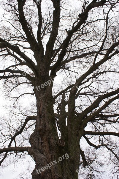 Wood Branches Old Bough Nature