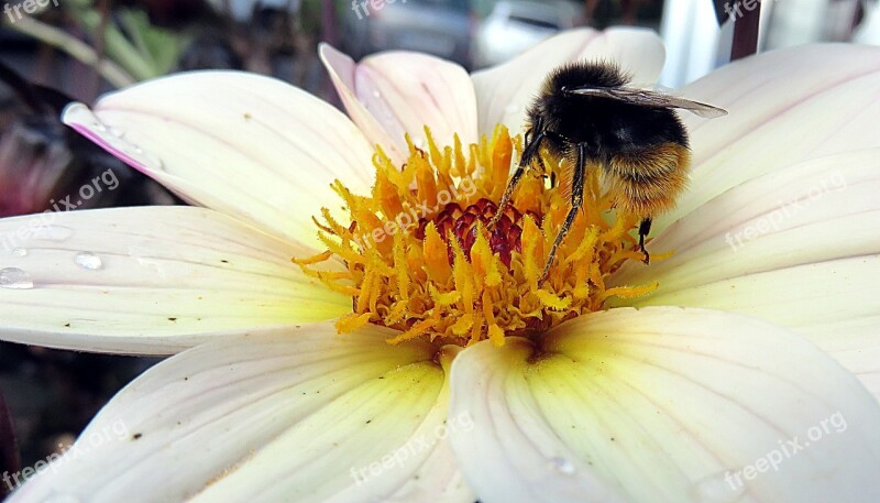 Insect Bee Flower Pollination Forage