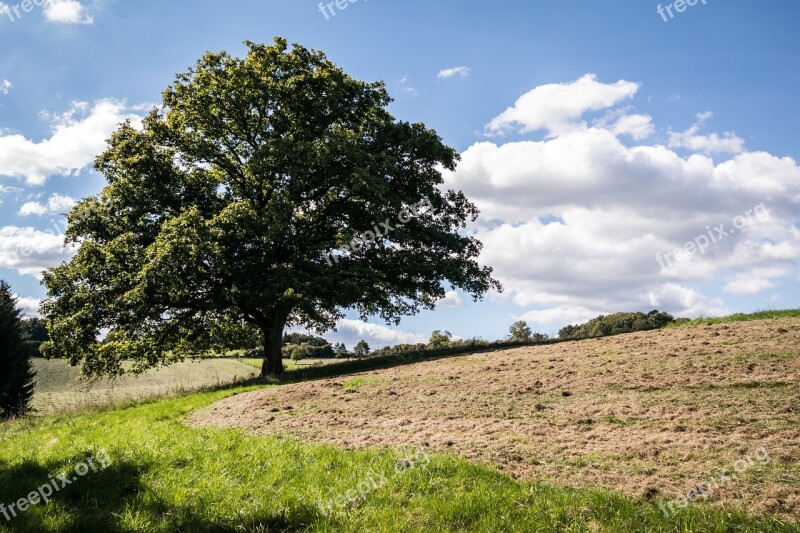 Tree Crown Sky Clouds Treetop