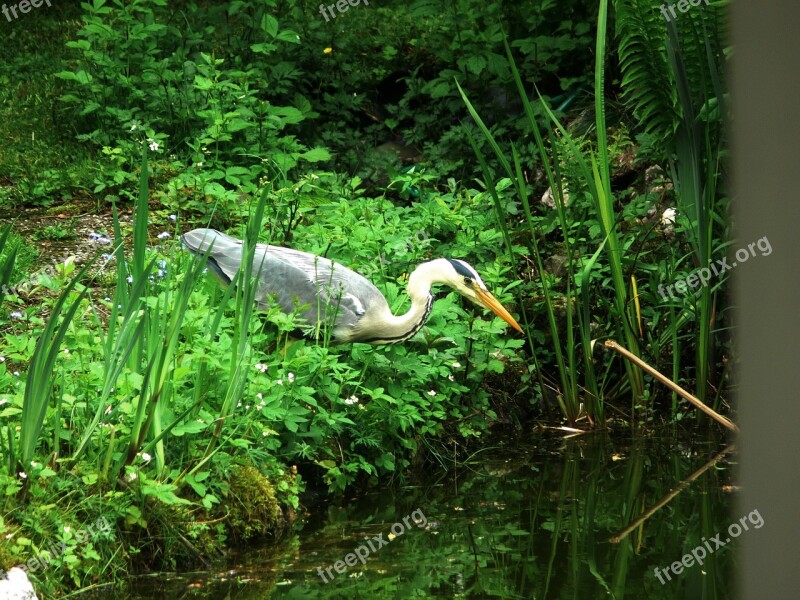 Heron Bird Eastern Bill Grey Heron