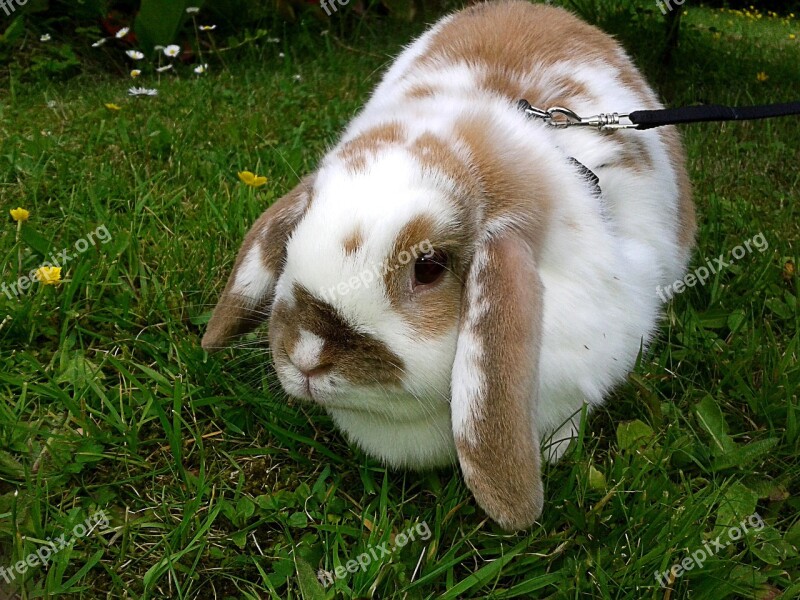 Rabbit Leash Brown White Freewheel Go Walkies