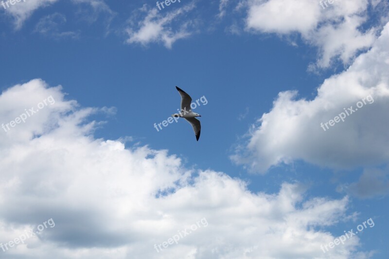 Seagull Sky Free Wind Clouds