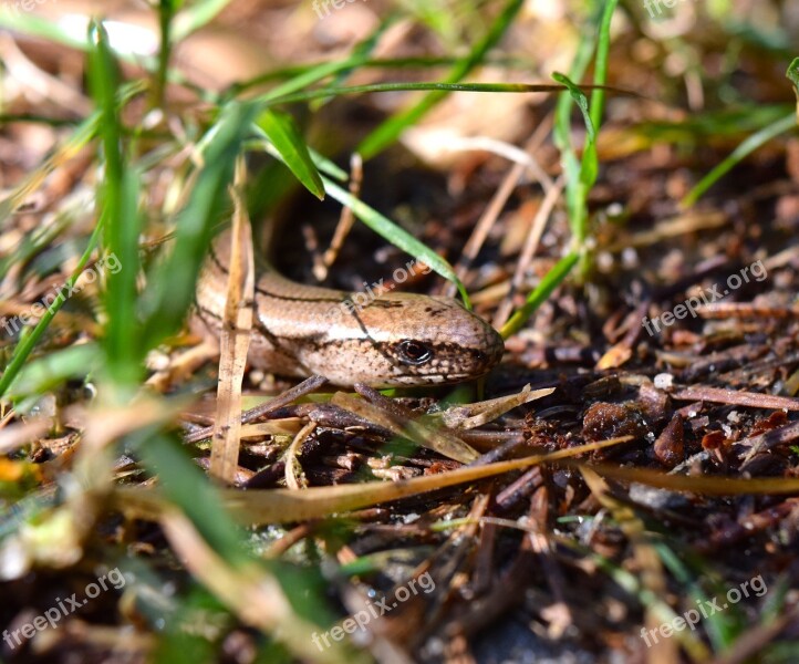 Lizard Creep Slow Worm Anguis Fragilis Non-hazardous