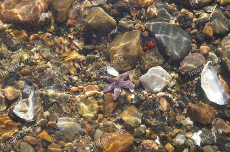 Starfish Nature Transparent Water Crystal