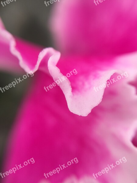 Flower Leaf Nature Pink Petal