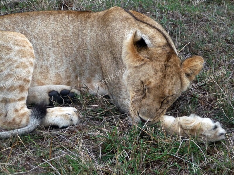 Lion Wildlife African Predator Carnivore