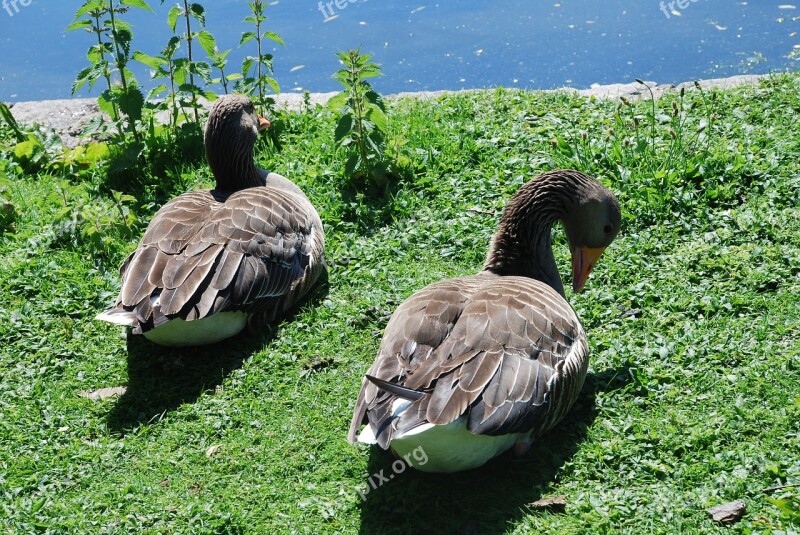 St James Park London Ducks Parking Water