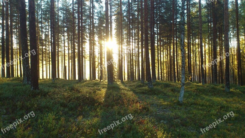 Forest Solar Pine Light Sun